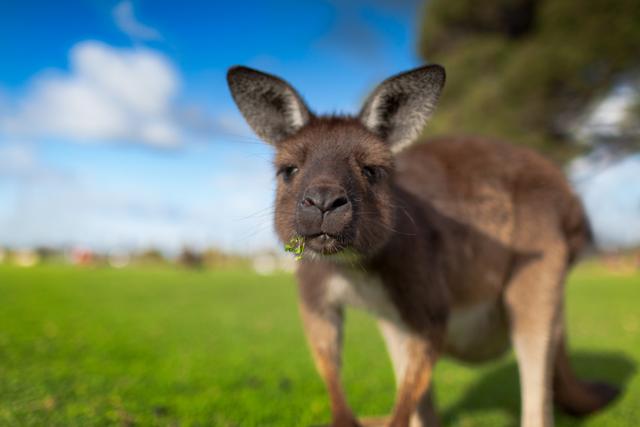 水土不服？沃爾沃自動駕駛汽車居然被袋鼠整蒙了